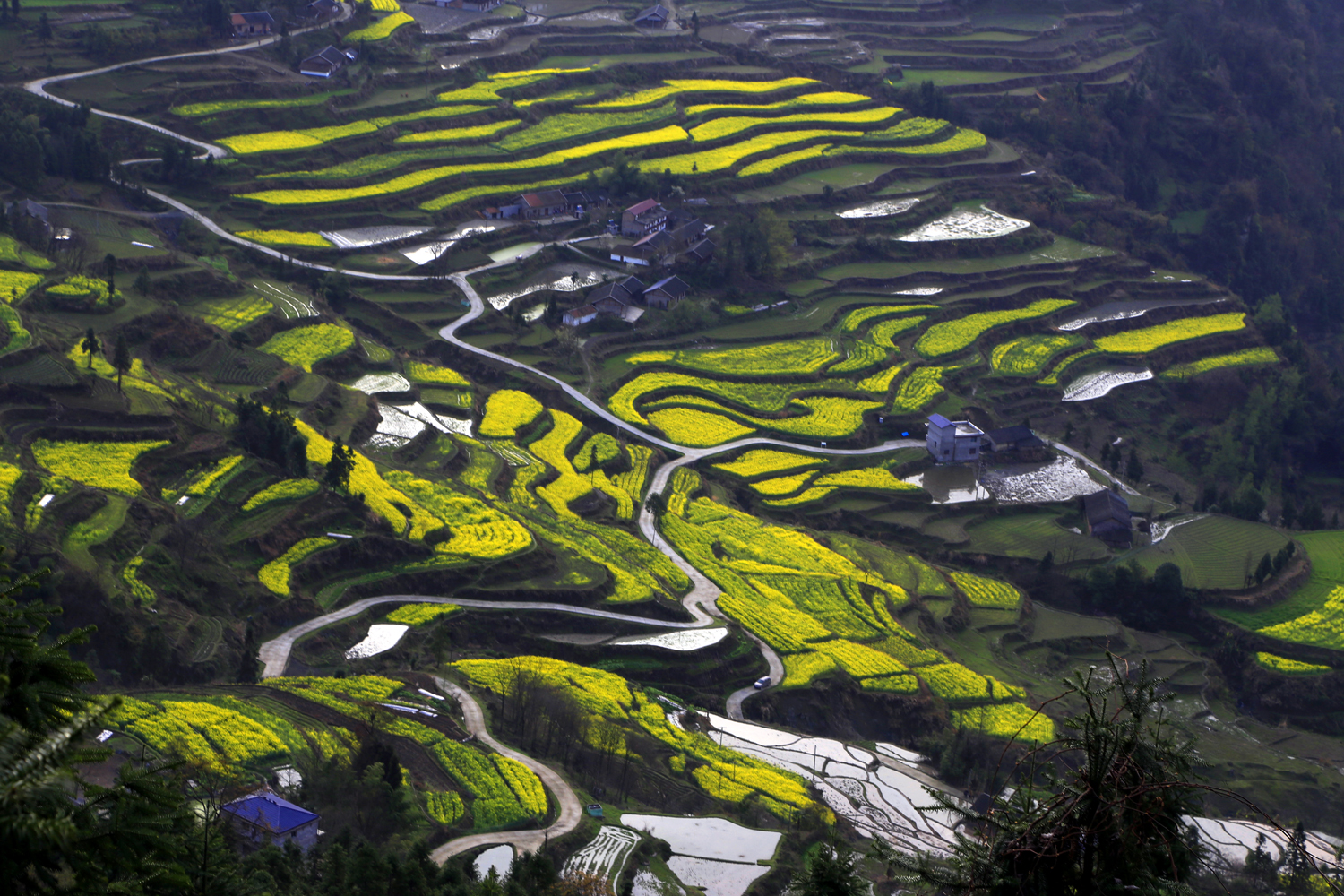 龙凤田园