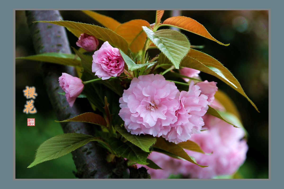 樱花