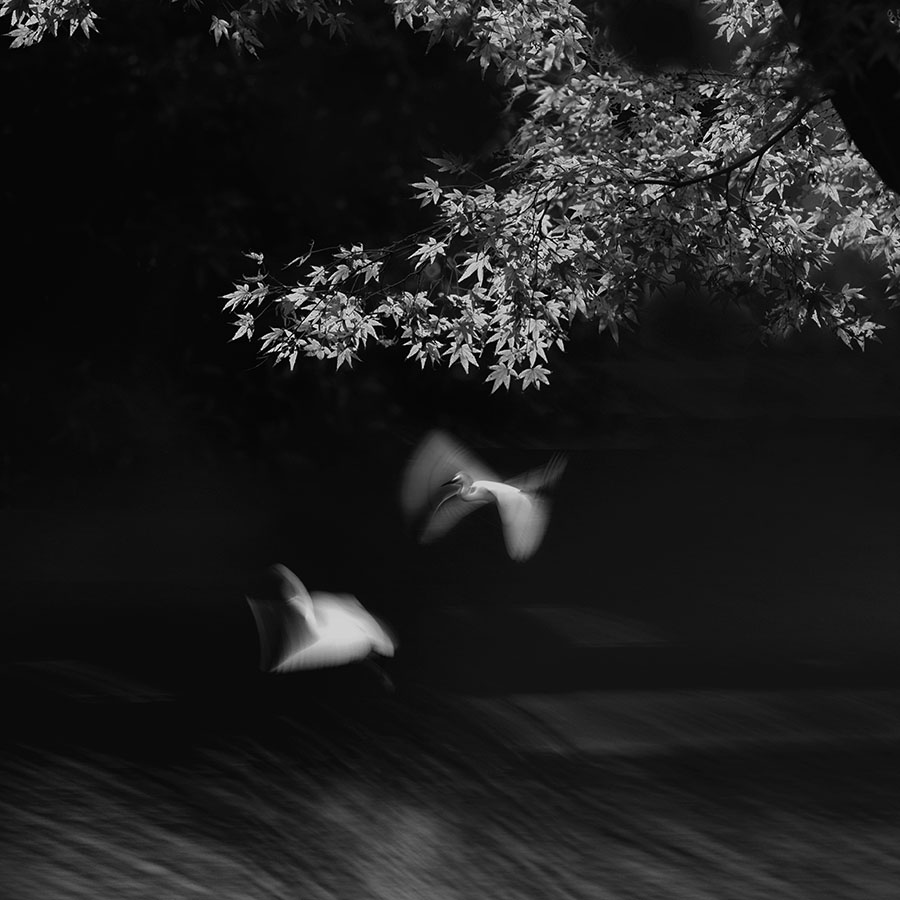 白鹭是首歌
