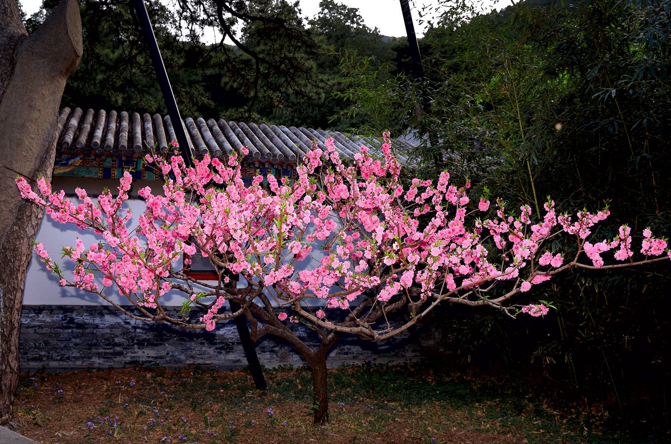 山寺桃花