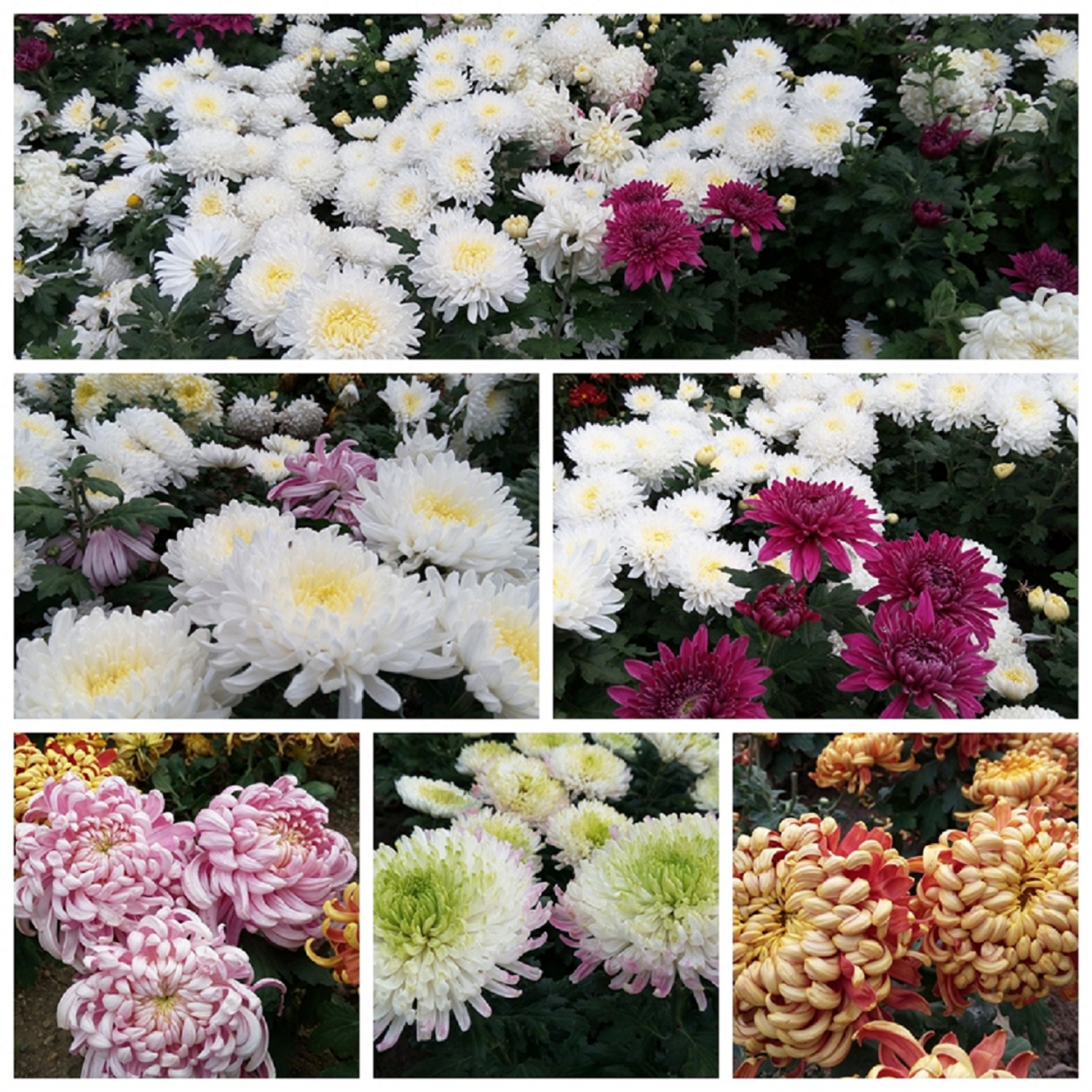 菊花台