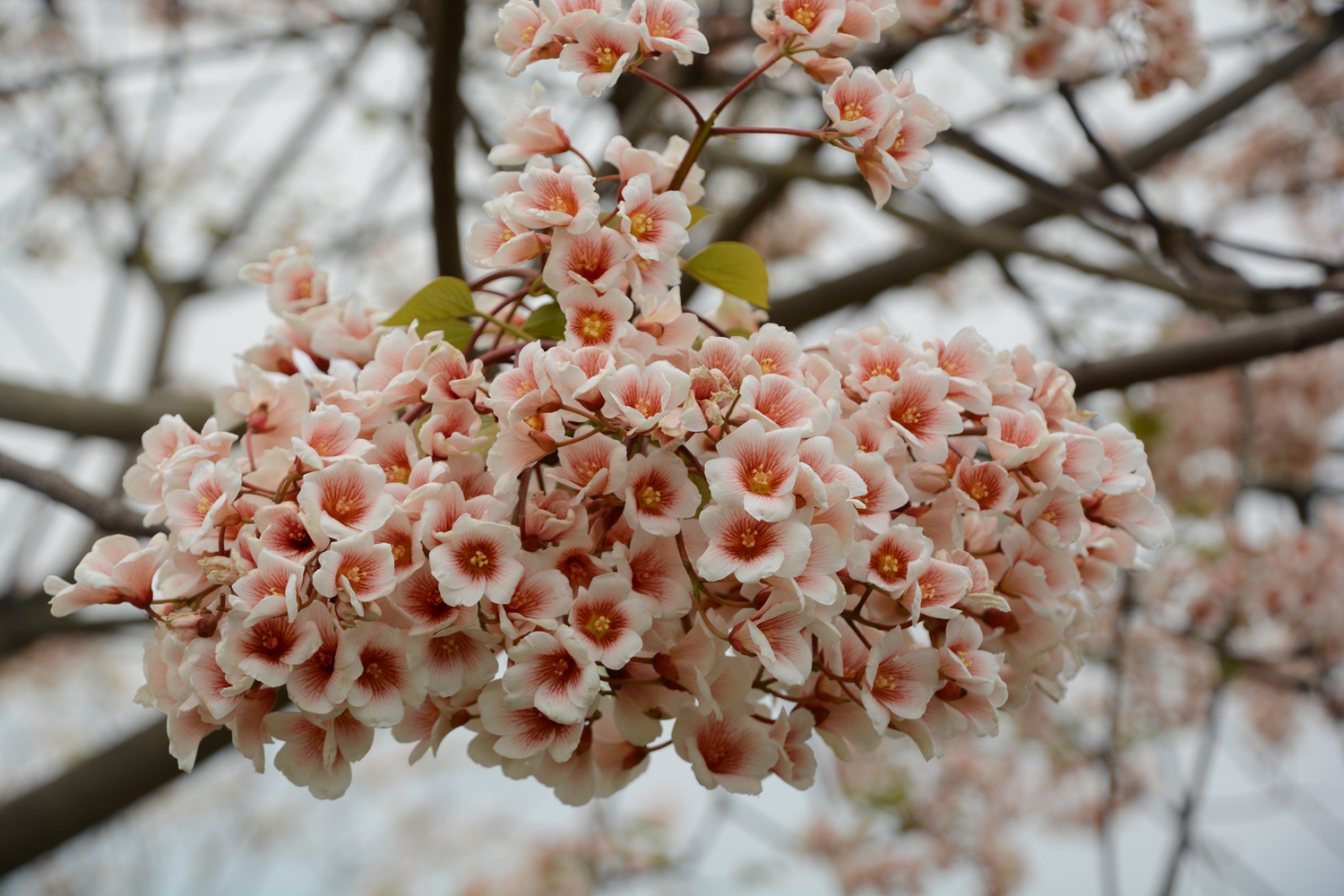 美丽油桐花