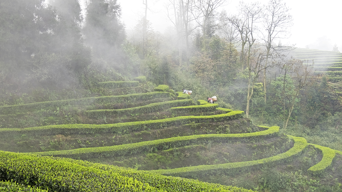 茶山春色