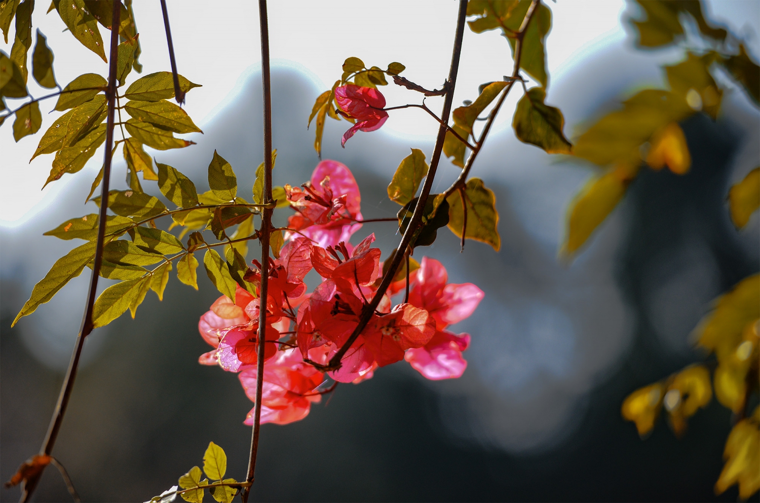 花季