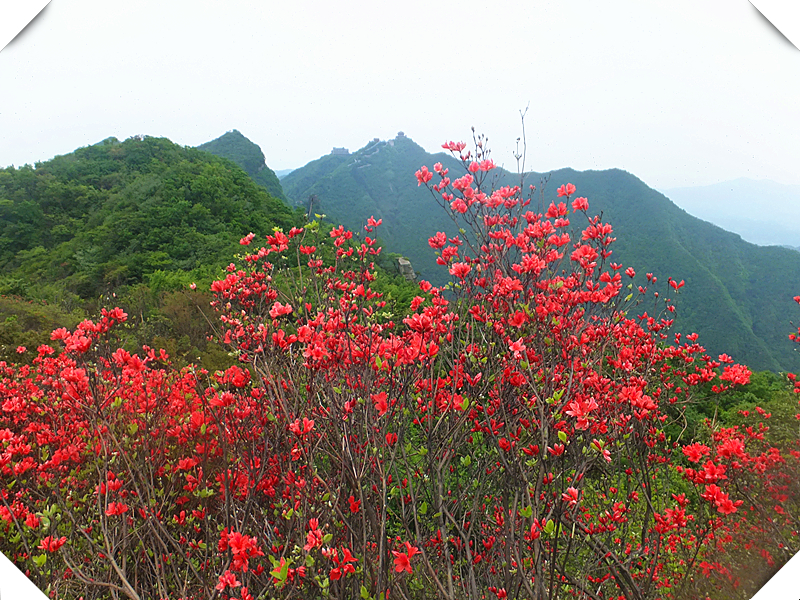 神鹰山上红杜鹃【二】