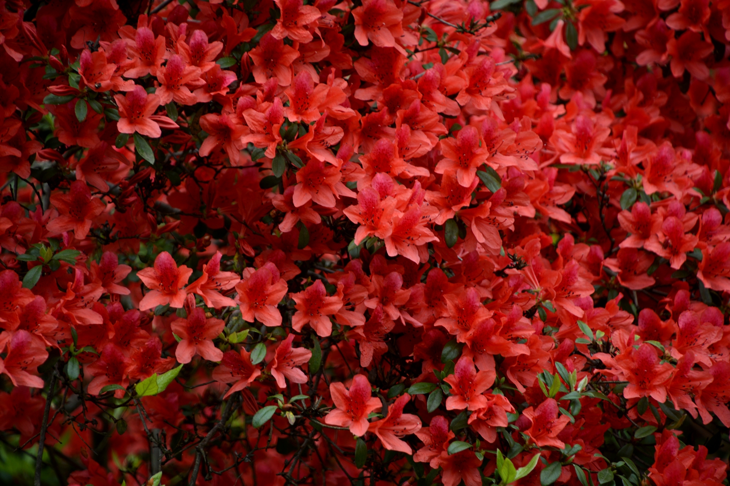 山花烂漫