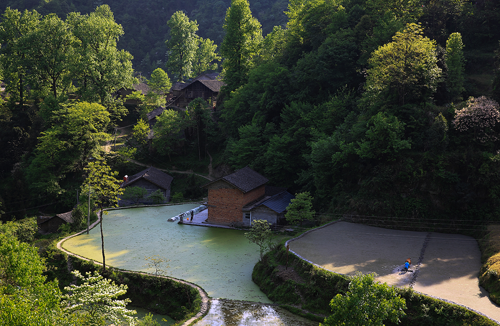 春风又绿龙凤村