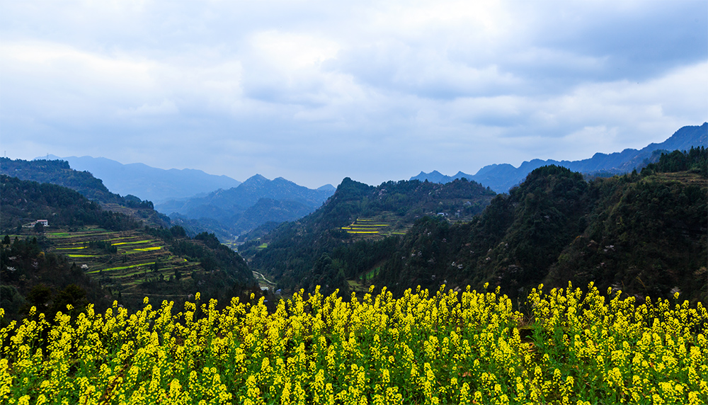 花开龙凤村