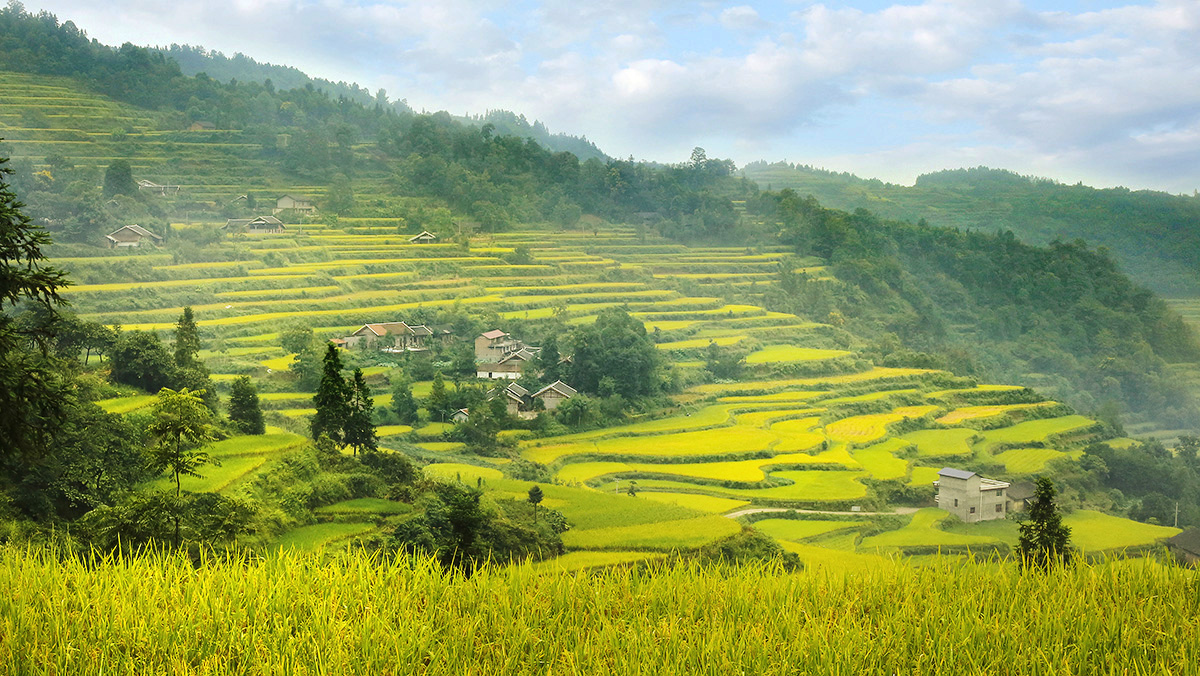 田间是我家