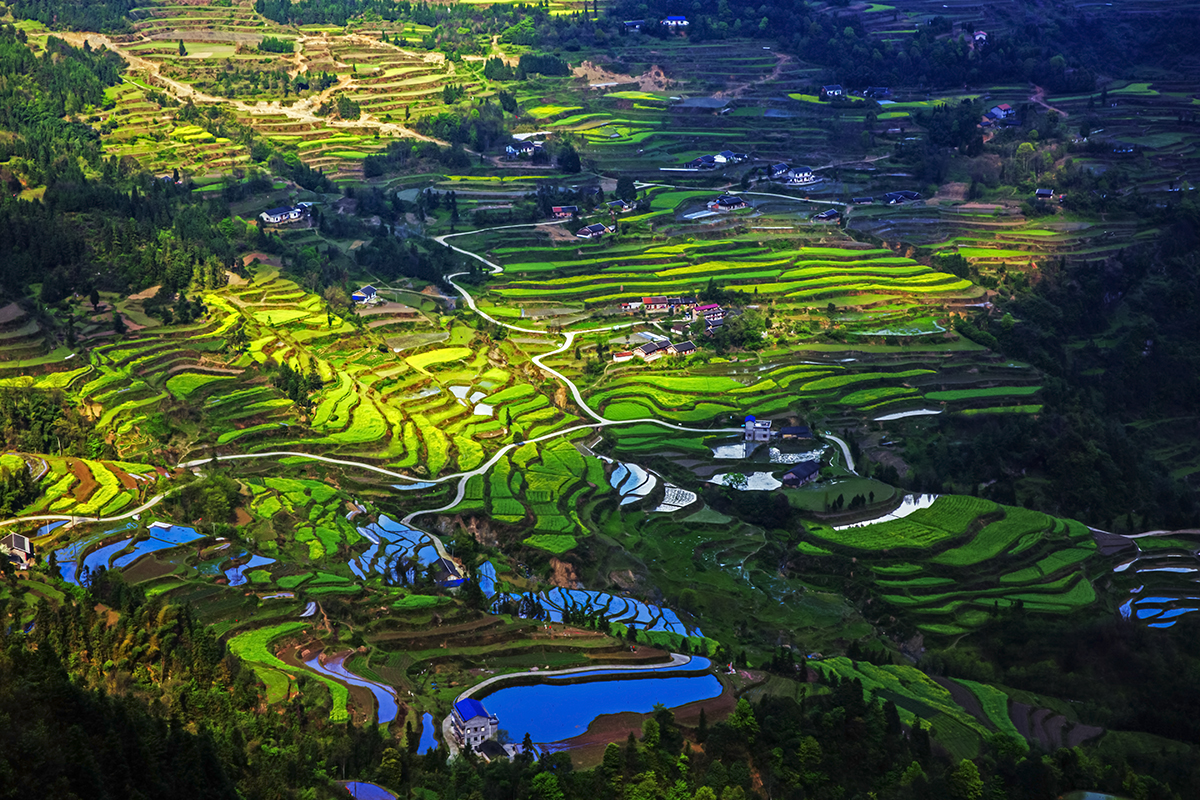 龙凤阴影图1