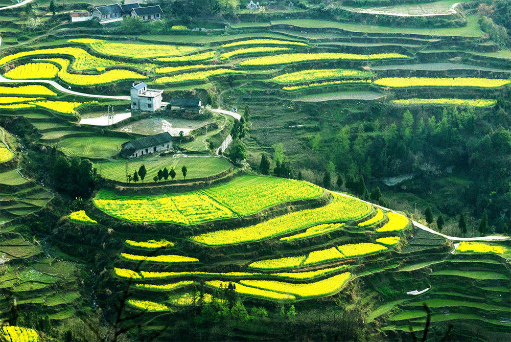 梯田小景