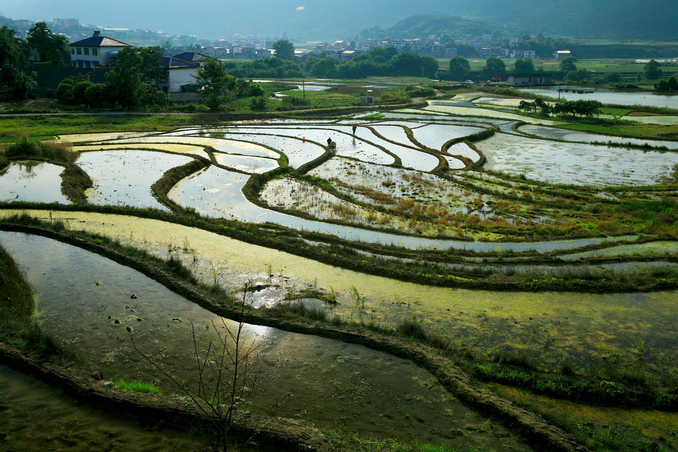 五月的桑田