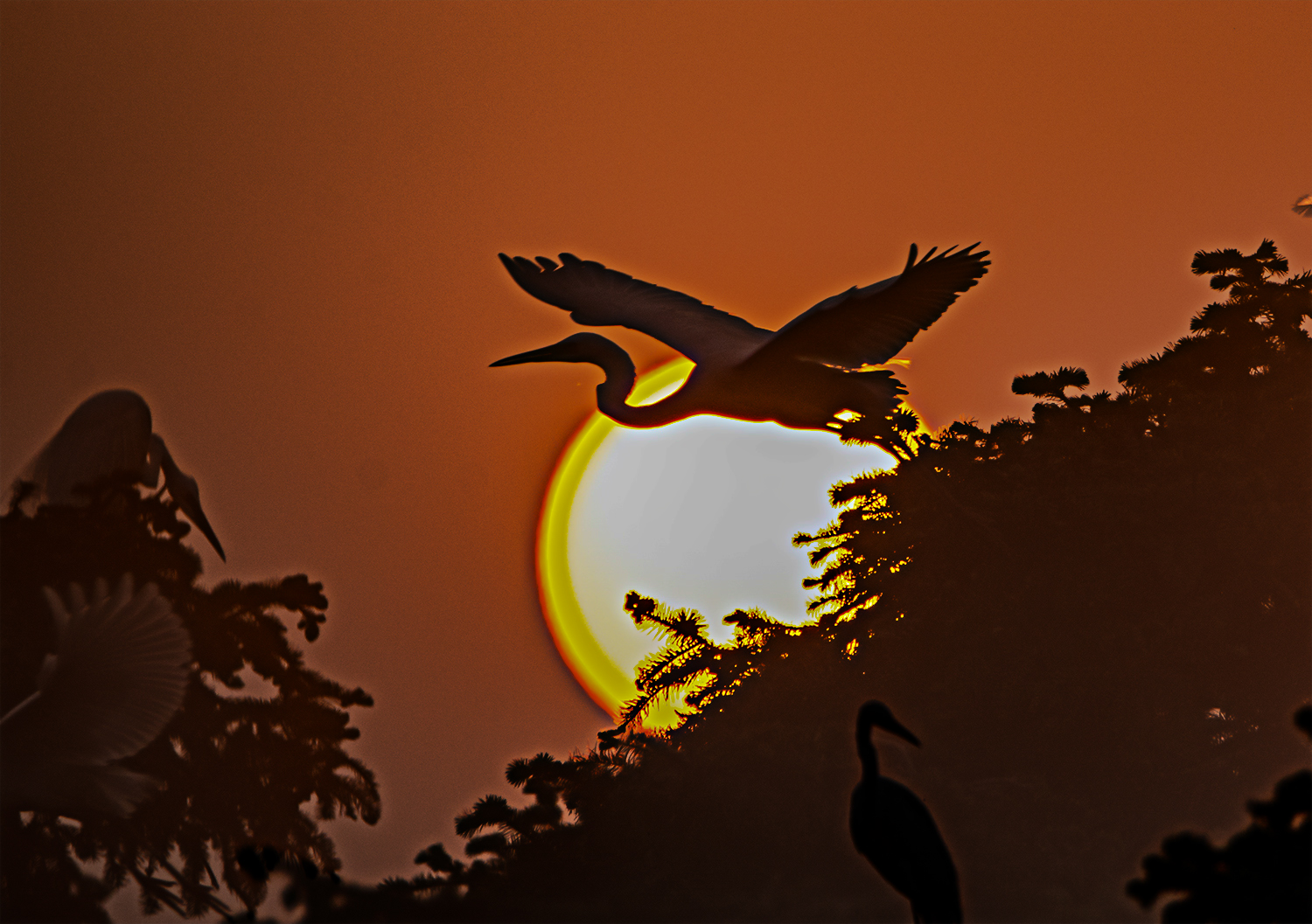 夕阳红