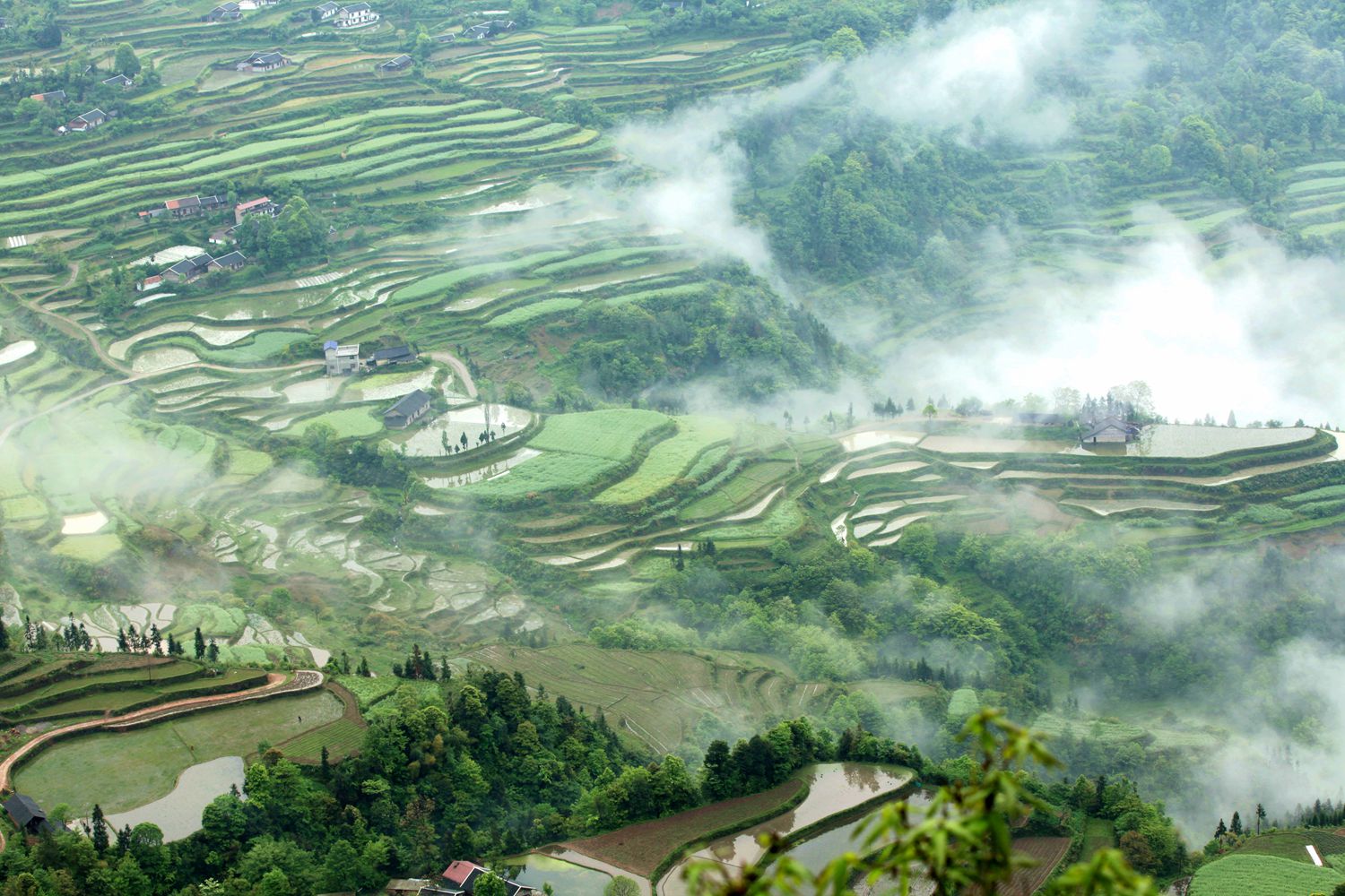 龙凤晨景2