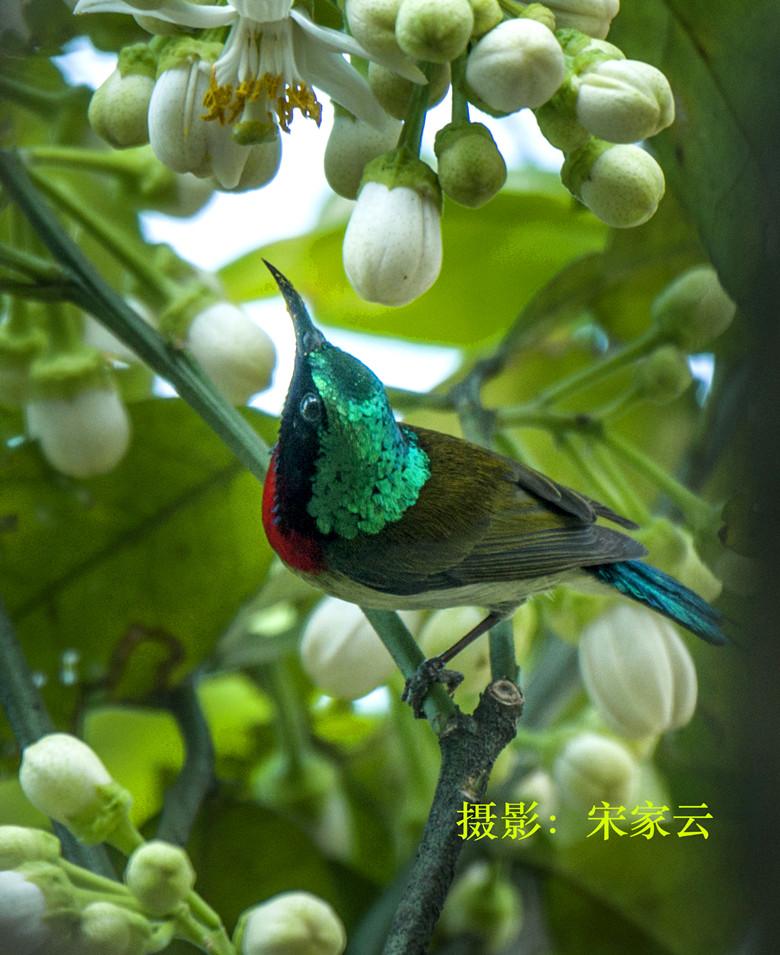 叉尾太阳鸟落我家