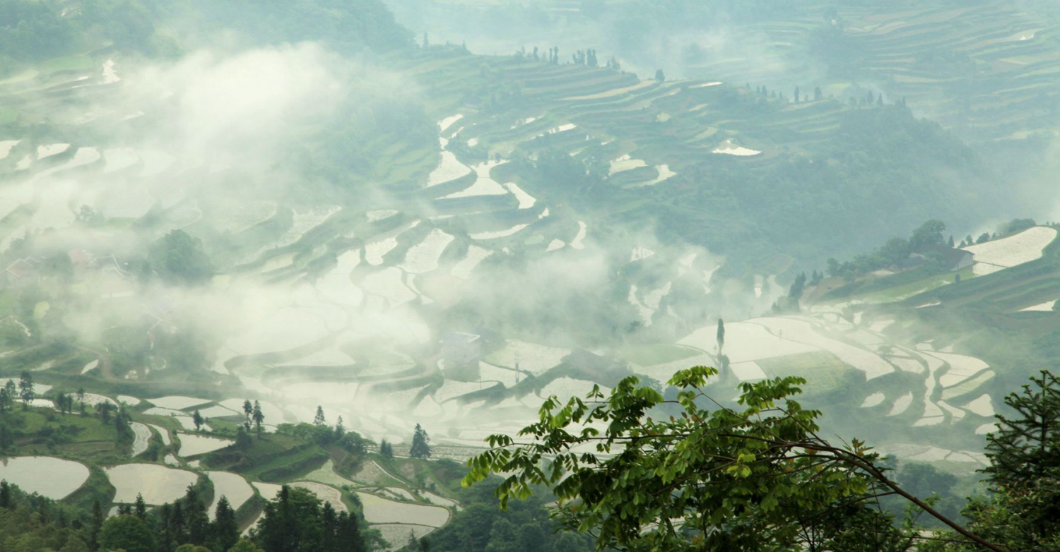 龙凤晨景4