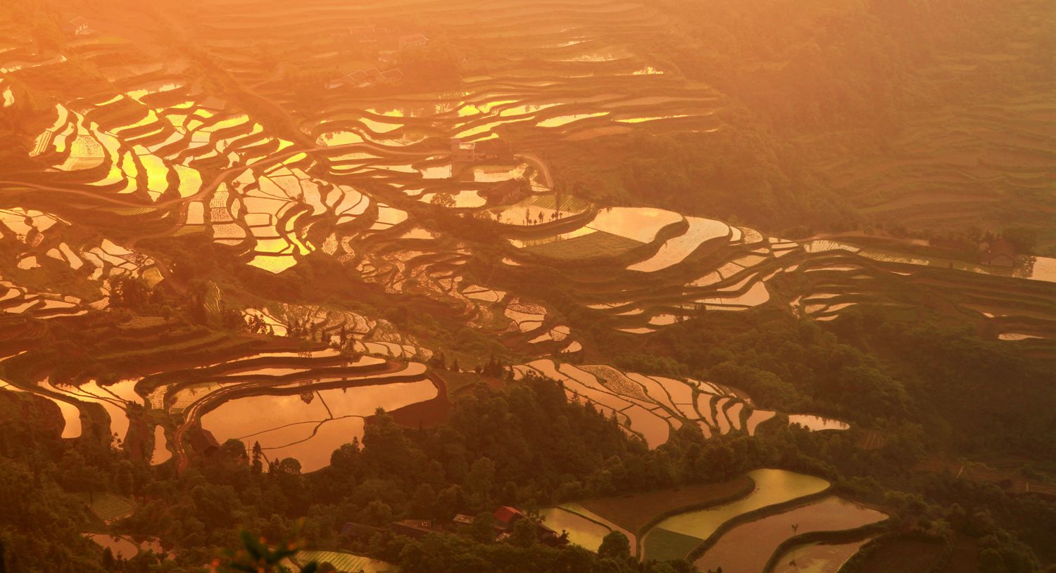 龙凤晨景3