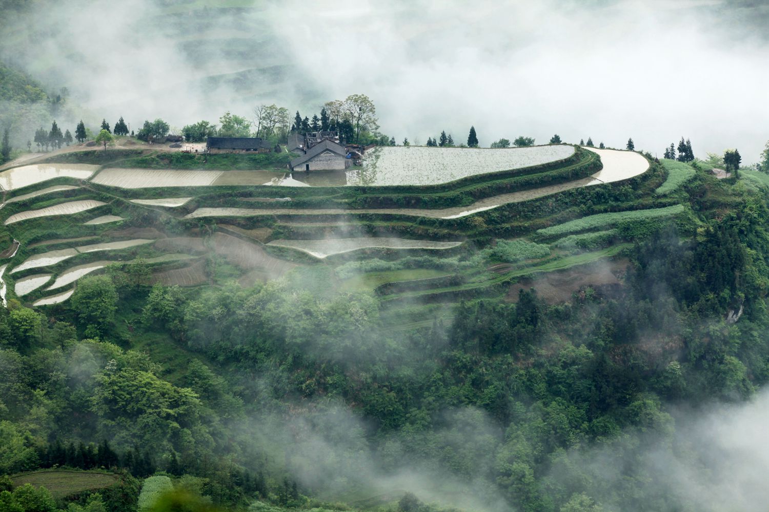 龙凤晨景1