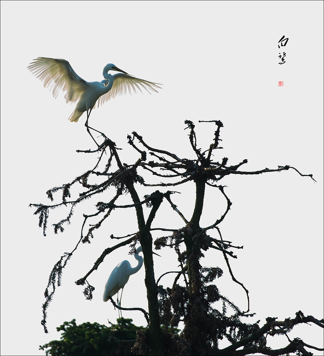 象山白鹭