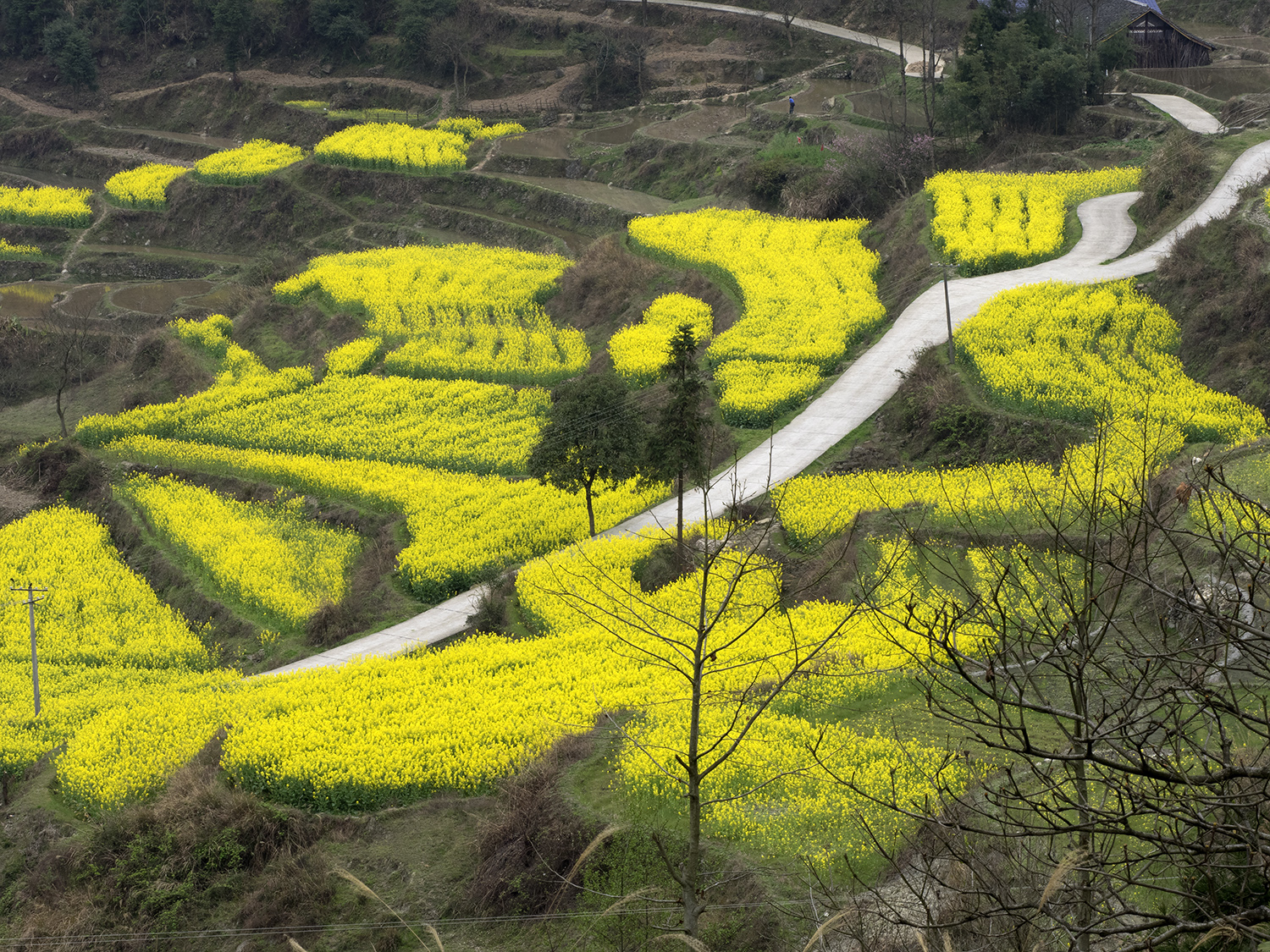 龙凤梯田