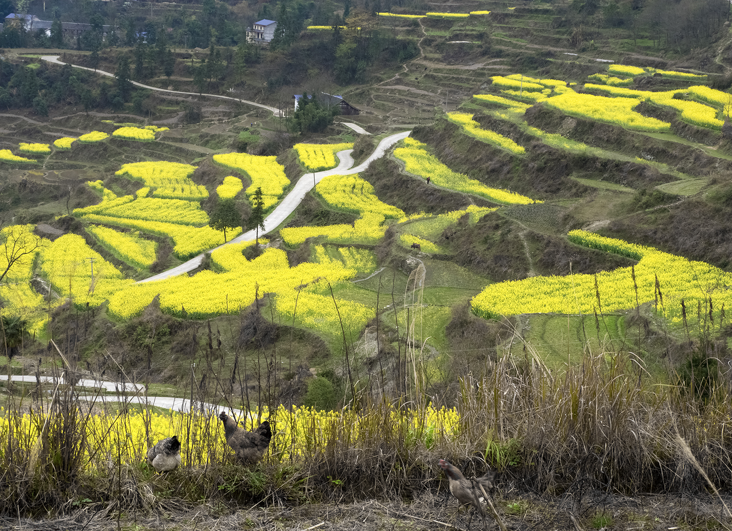 龙凤梯田