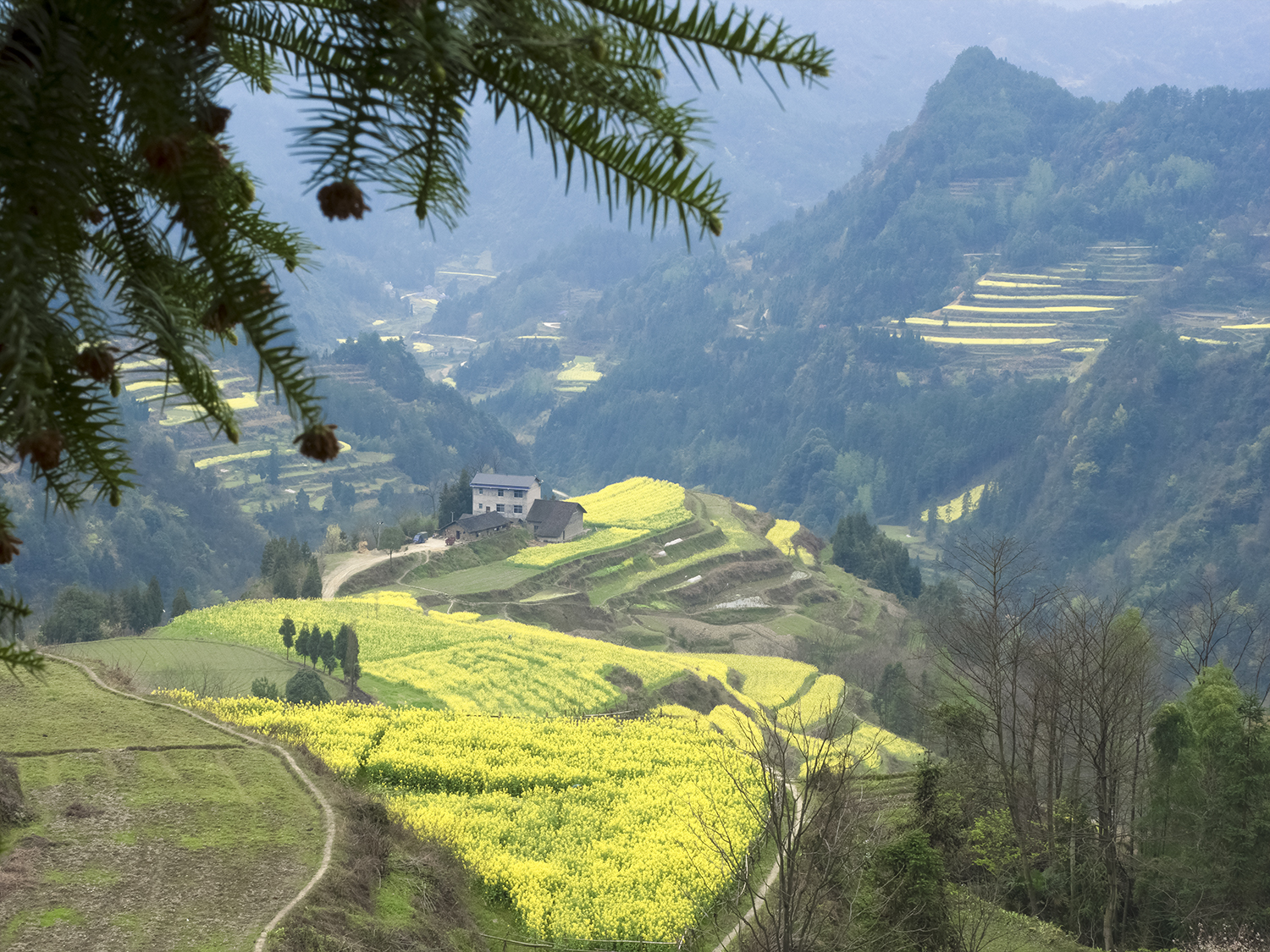 龙凤梯田