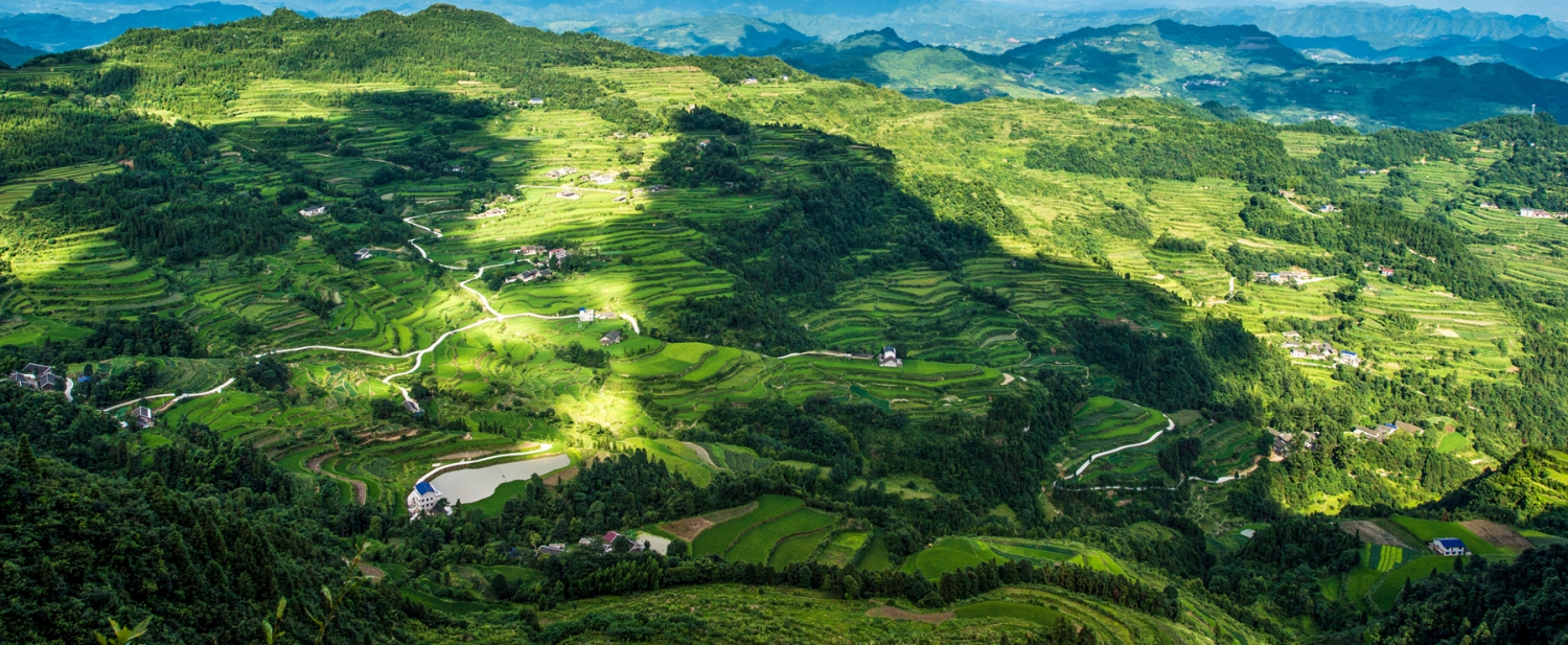 龙凤掠影