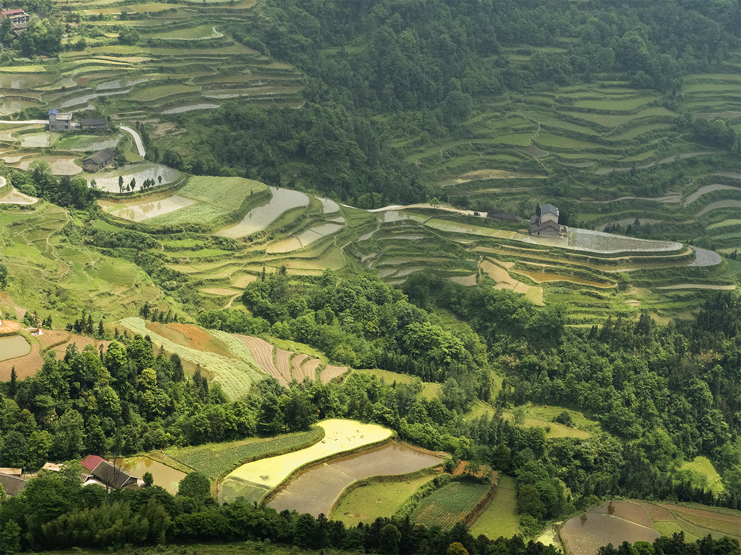 龙凤梯田