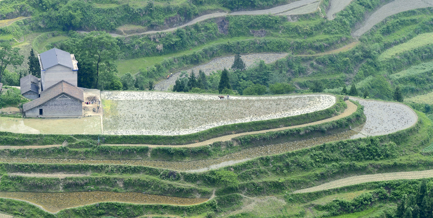 龙凤梯田
