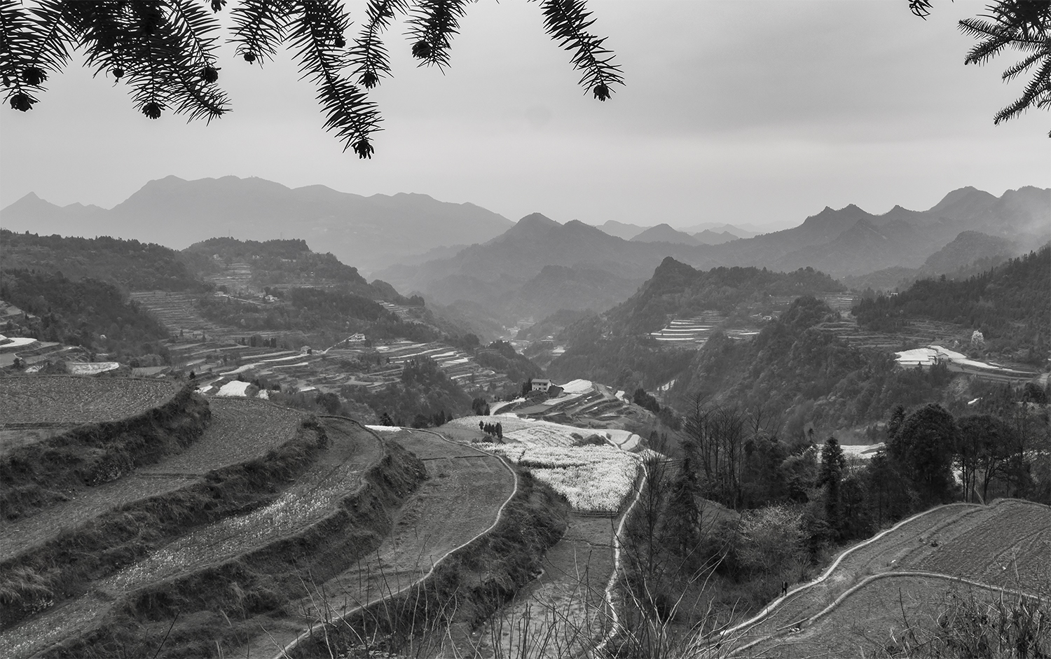 龙凤村