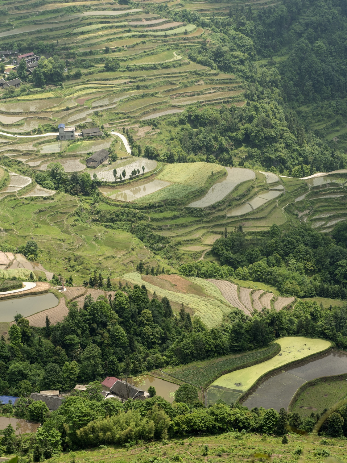 龙凤梯田