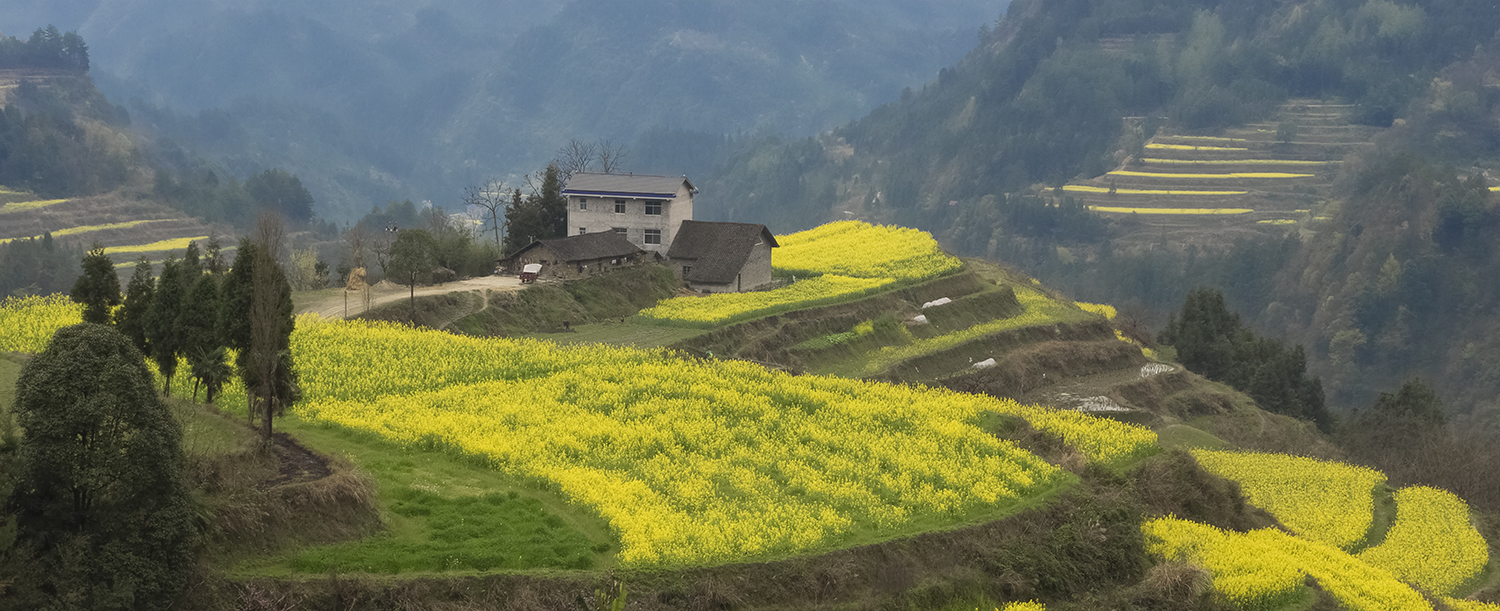 龙凤梯田