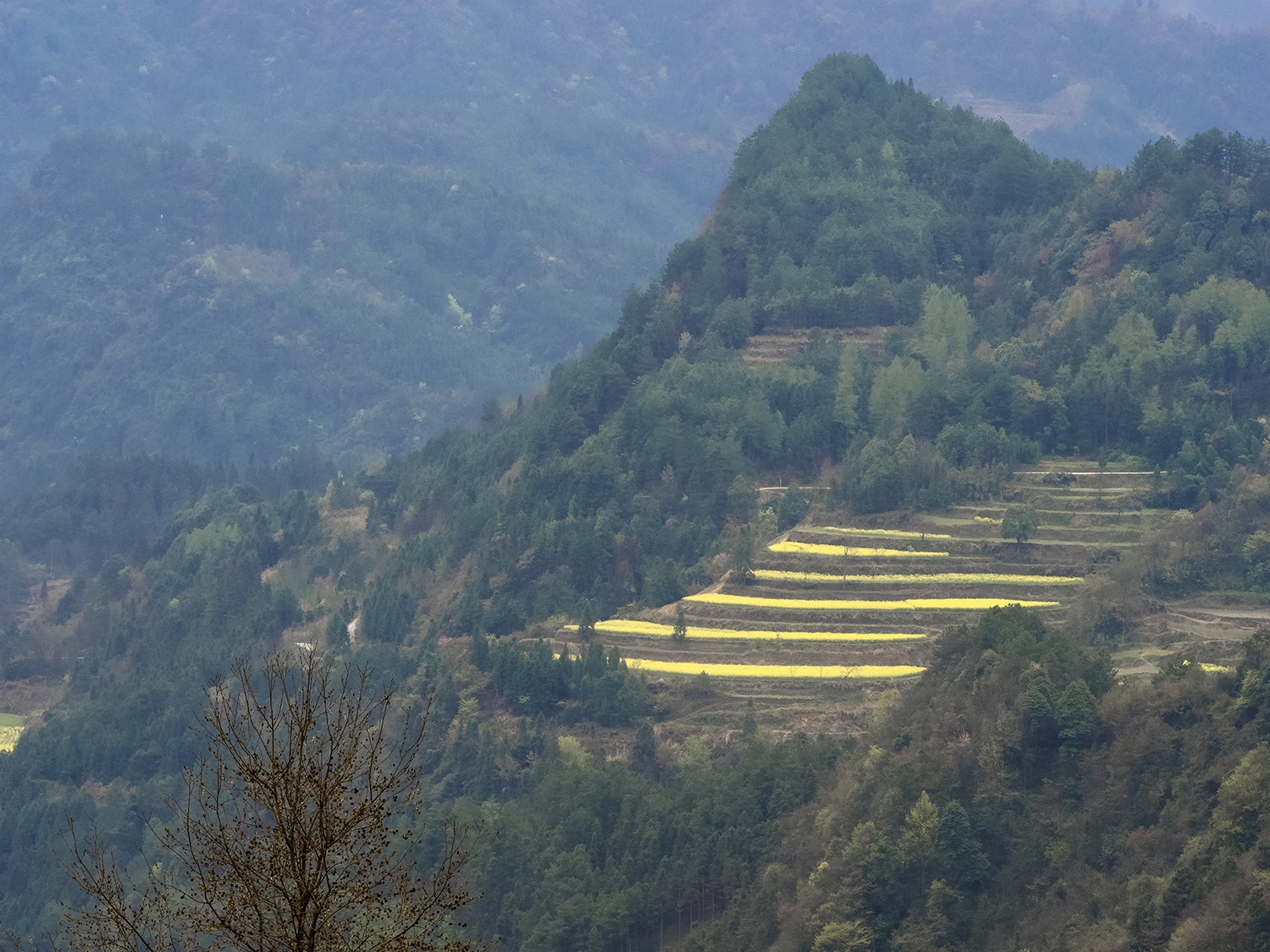 龙凤梯田