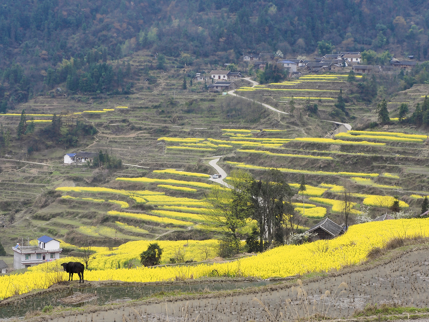 龙凤梯田