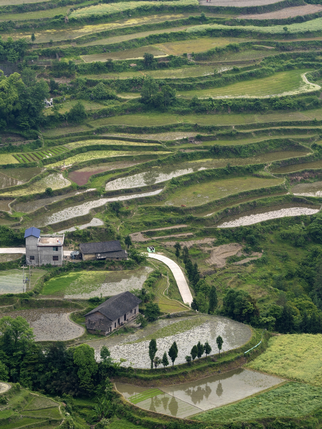 龙凤梯田
