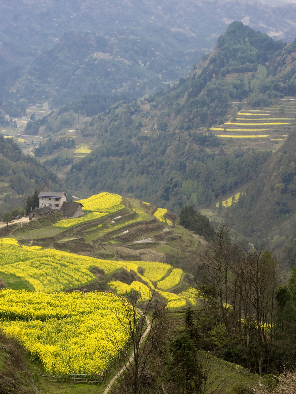 龙凤梯田