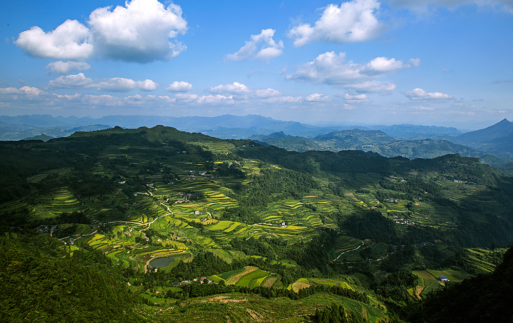 稻菽飘香龙凤田