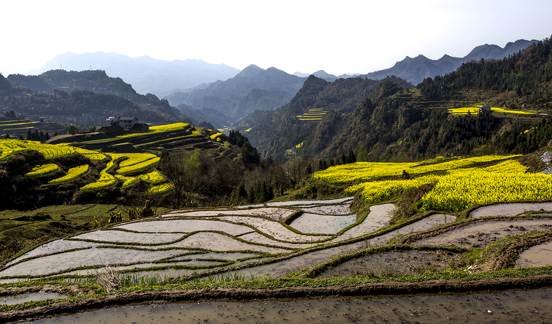 龙凤一景