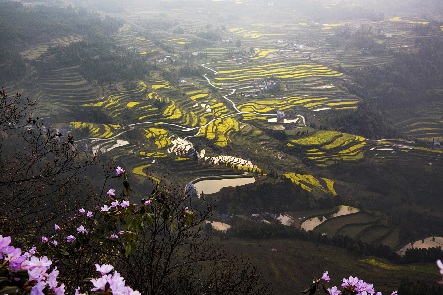 龙凤梯田
