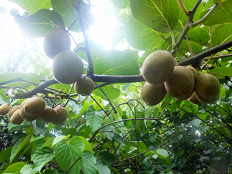 野生杨桃