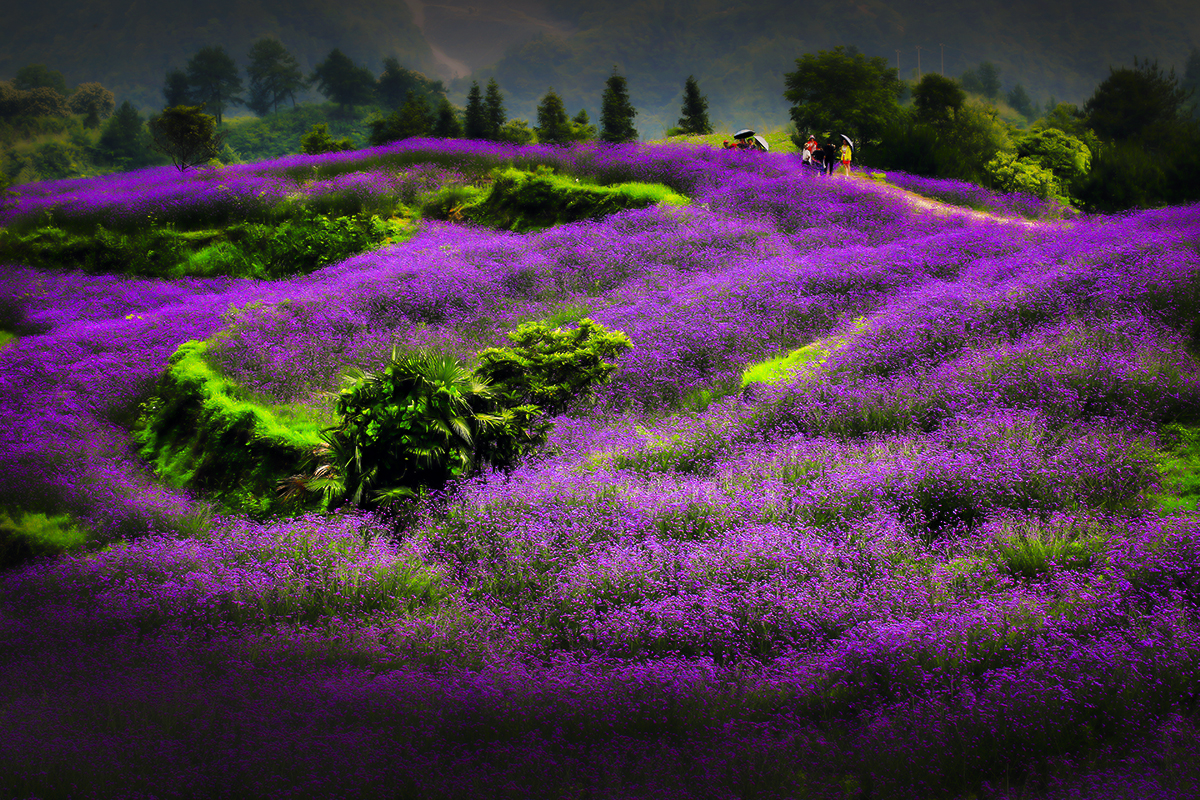 包公山观花