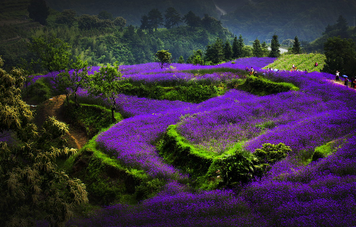 包公山观花