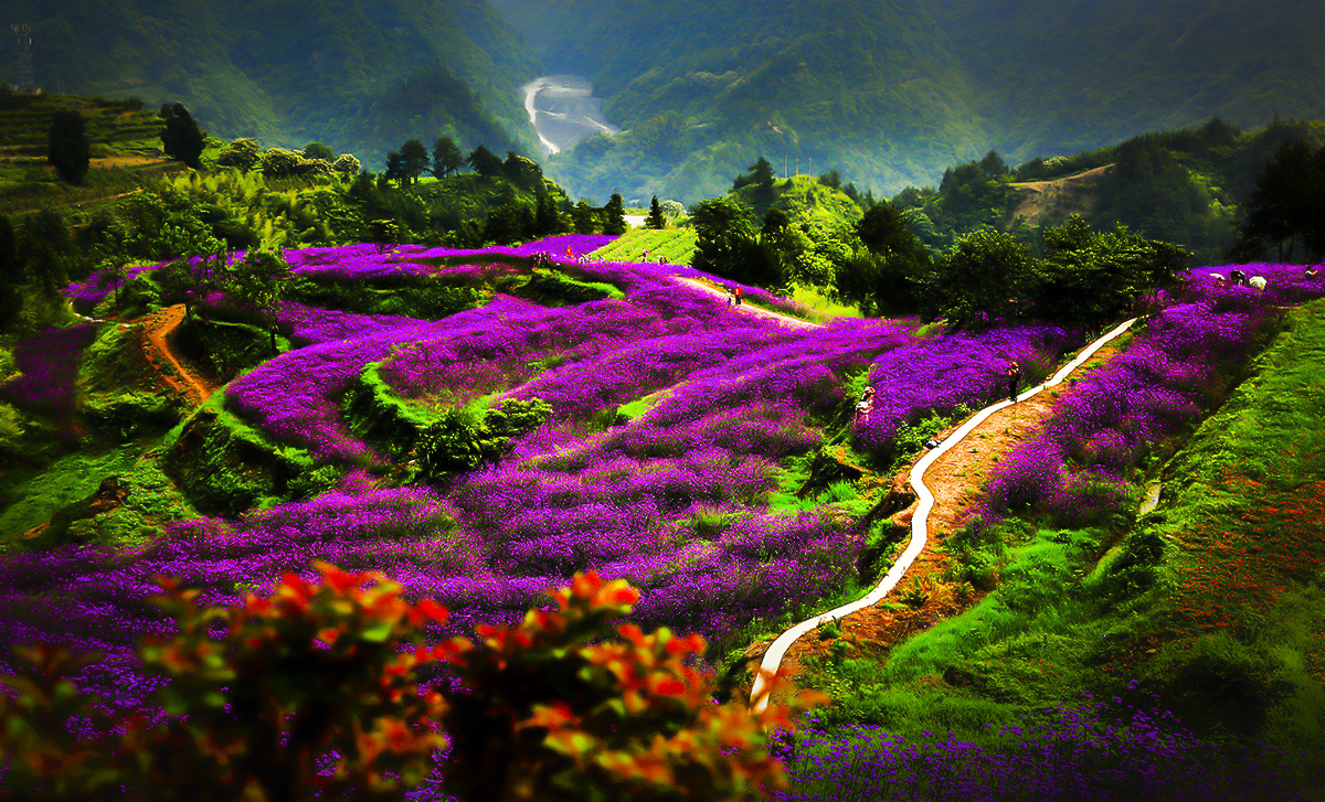包公山观花