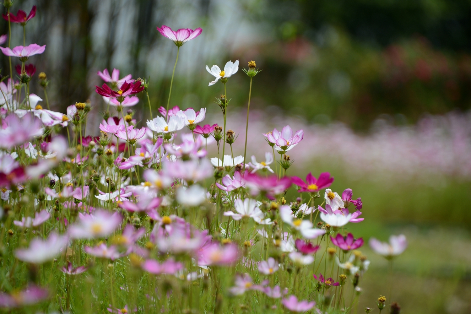 挌桑花