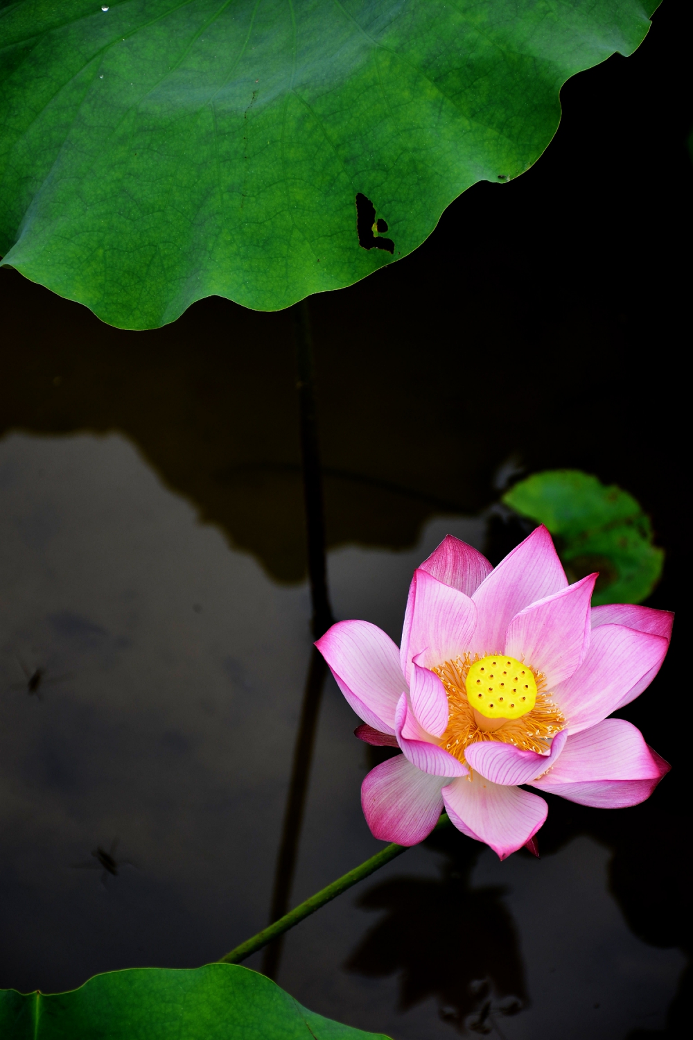 荷花