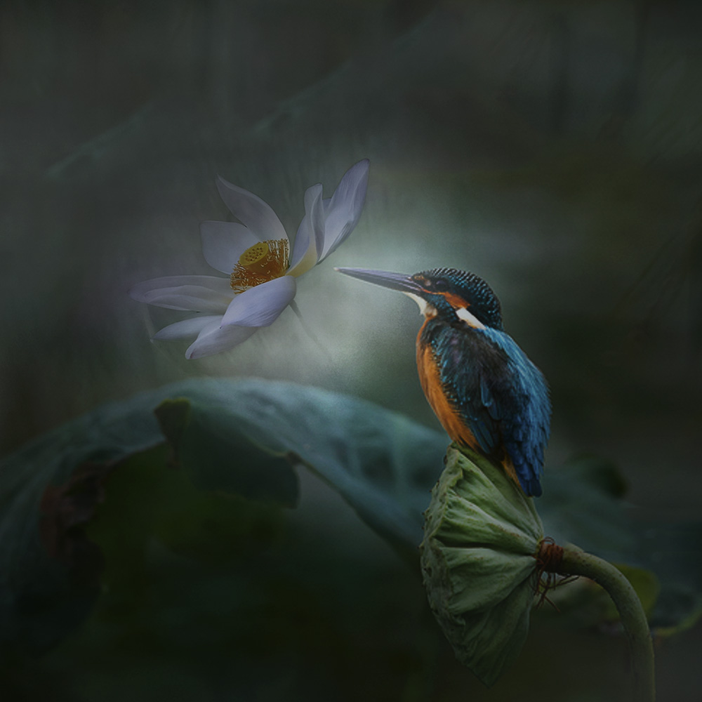 一花一世界