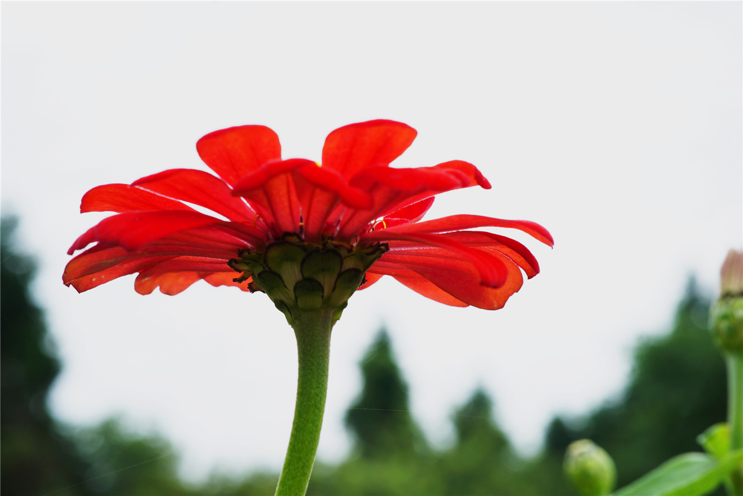 赏花