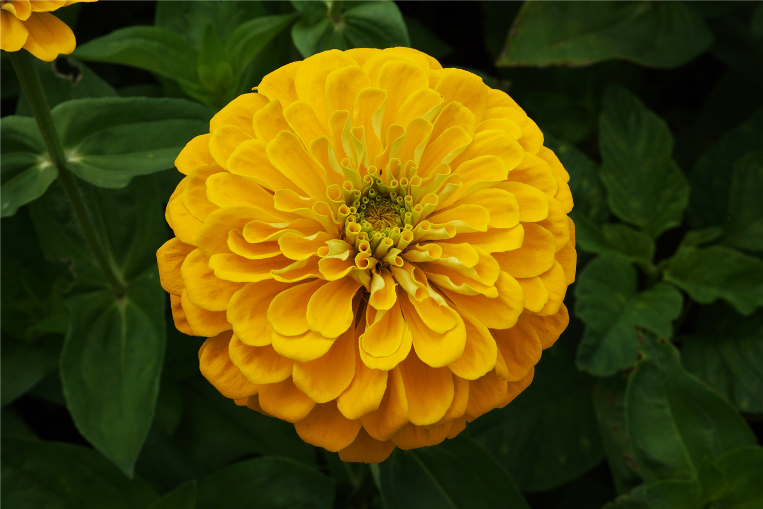 赏花