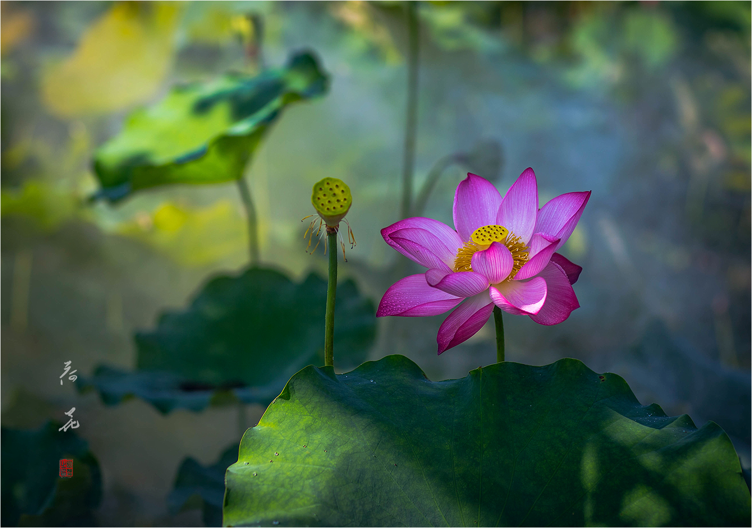 荷  花
