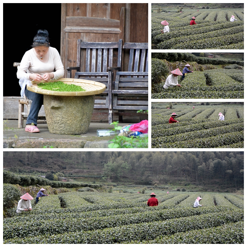 採茶掠影